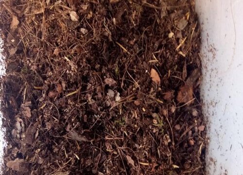 家庭养花如何自制花土