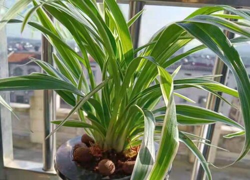 吊兰抽穗后怎样才能让它尽快开花