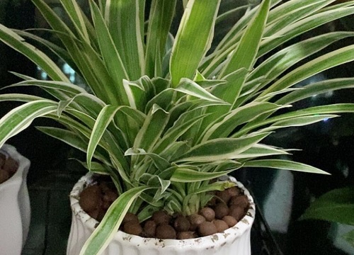 吊兰抽穗后怎样才能让它尽快开花