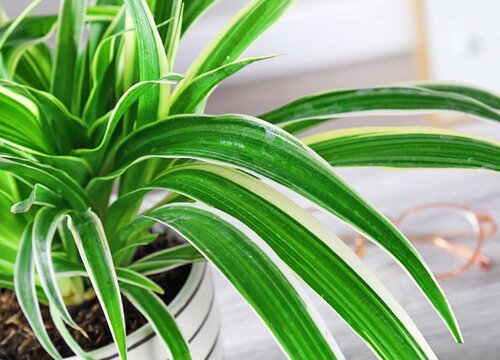 吊兰抽穗后怎样才能让它尽快开花