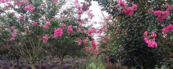 紫薇树长什么样子