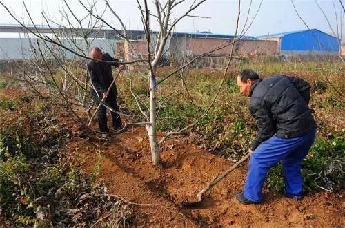 果树如何保护能防寒过冬