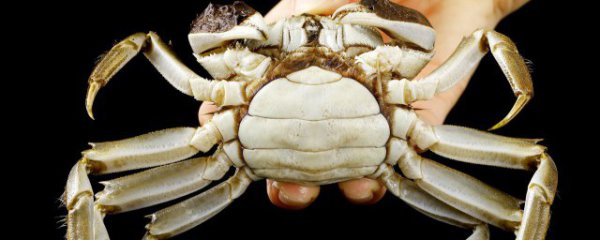 螃蟹吃什么食物好养活和长大