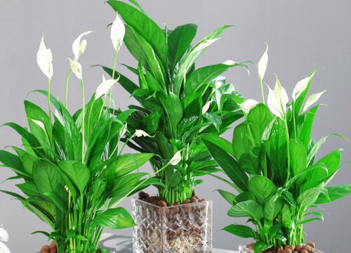 入冬后怎么养白掌和红掌顺利过冬