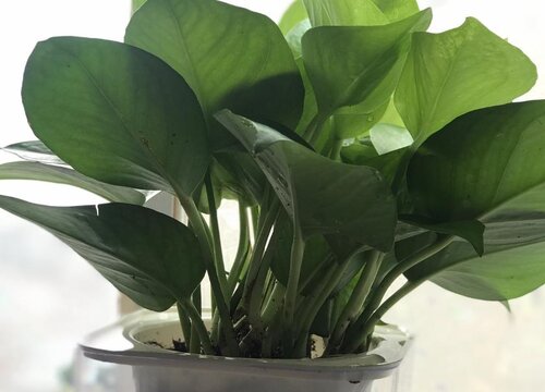 绿萝正确的浇水方法