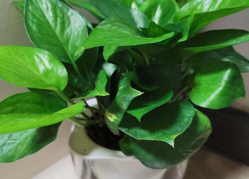 绿萝正确的浇水方法