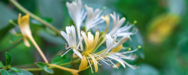 金银花和牛奶一起喝吗