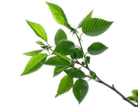 屋后种什么树最旺风水