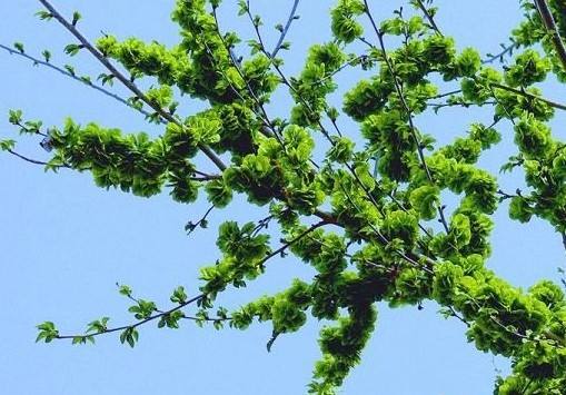 屋后种什么树最旺风水