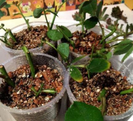 月季花插枝条容易活的方法