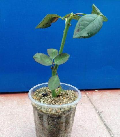 月季花插枝条容易活的方法