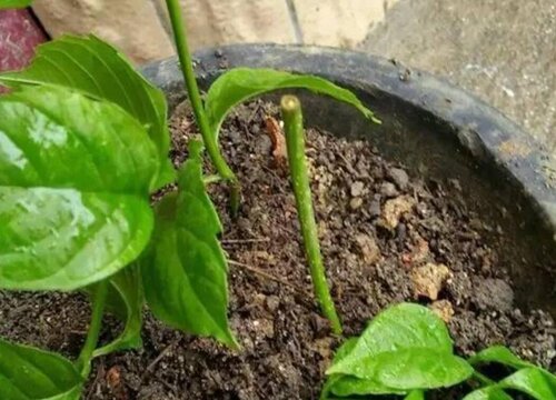 苗床扦插菊花的方法