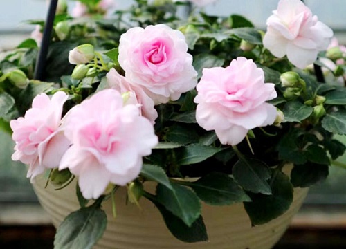 凤仙花叶子形状是什么