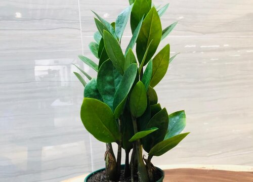 金钱树叶片发蔫发软都是什么原因引起的