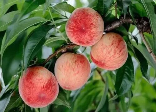 桃子象征着什么意义