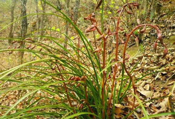 一株兰花能活多少年