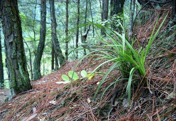 一株兰花能活多少年
