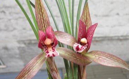 一株兰花能活多少年