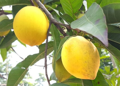 蛋黄果什么时候成熟