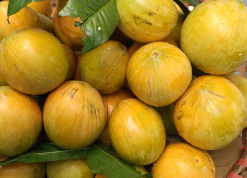 蛋黄果什么时候成熟