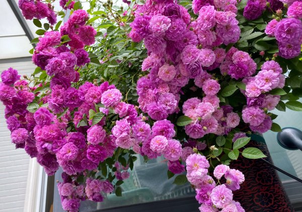 微型月季甜蜜马车月季优缺点