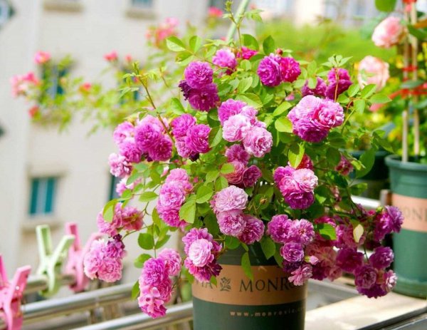 微型月季甜蜜马车月季优缺点