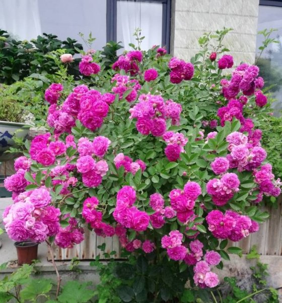 微型月季甜蜜马车月季优缺点