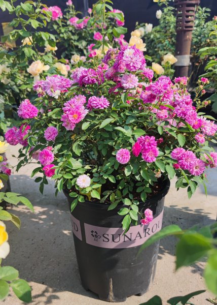 微型月季甜蜜马车月季优缺点