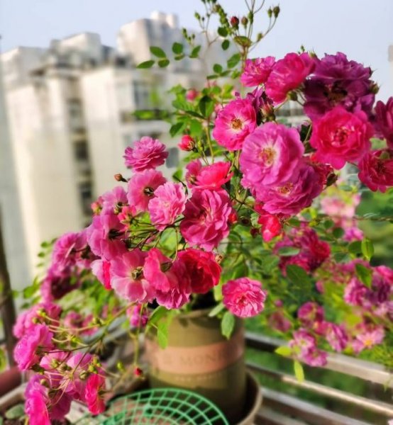 微型月季甜蜜马车月季优缺点