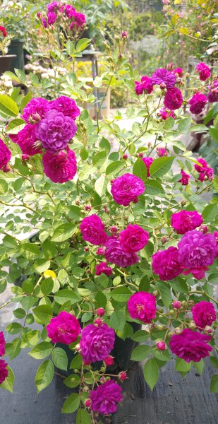 微型月季甜蜜马车月季优缺点