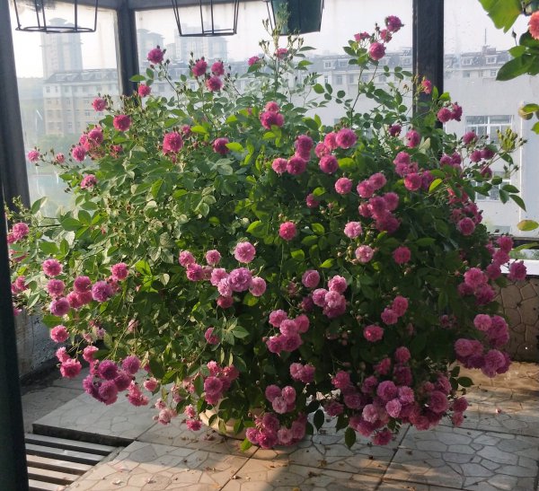 微型月季甜蜜马车月季优缺点