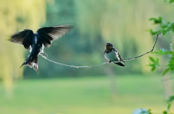 燕子过冬往哪里飞