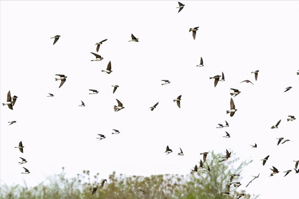 燕子过冬往哪里飞