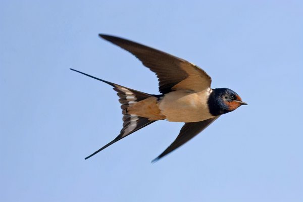 燕子过冬往哪里飞