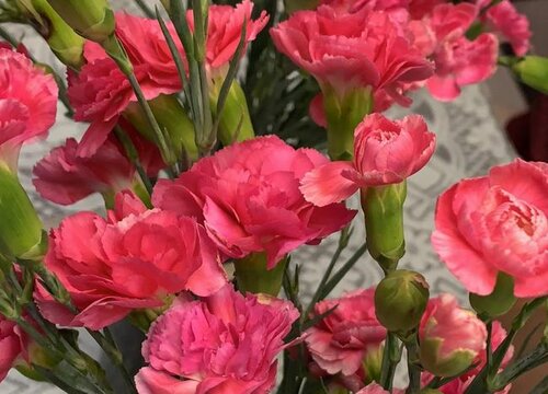 康乃馨治灰霉病用什么药