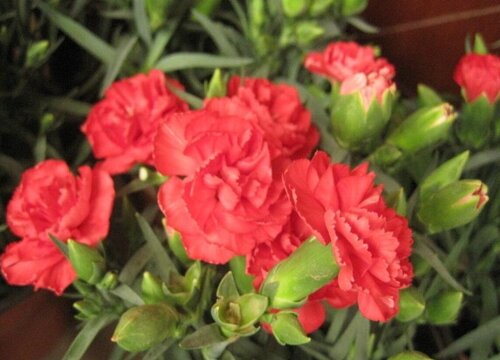 康乃馨治灰霉病用什么药