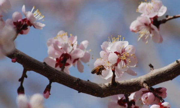 10种代表春天特色的景物