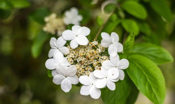 10种代表春天特色的景物