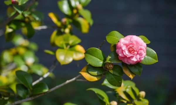 10种代表春天特色的景物