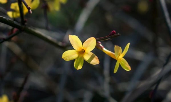 10种代表春天特色的景物