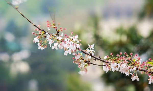 10种代表春天特色的景物