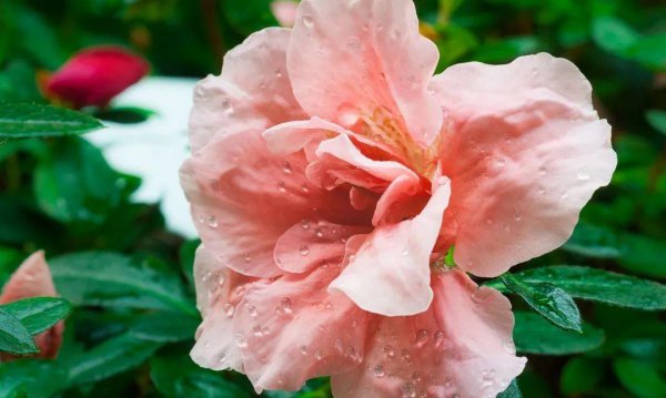 10种代表春天特色的景物