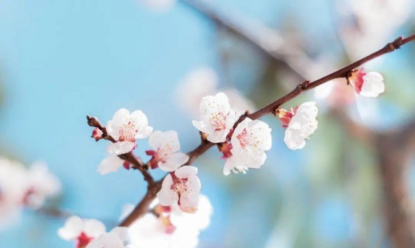 10种代表春天特色的景物