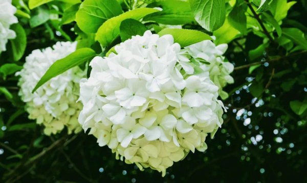 10种代表春天特色的景物