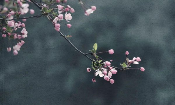 10种代表春天特色的景物