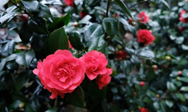 10种代表春天特色的景物