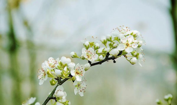 10种代表春天特色的景物