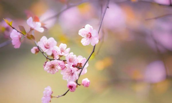 10种代表春天特色的景物