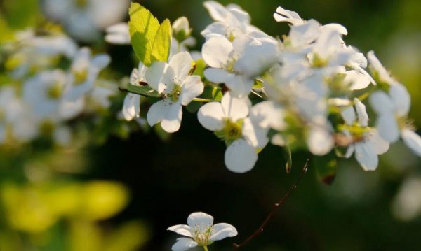 10种代表春天特色的景物