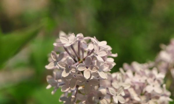 10种代表春天特色的景物